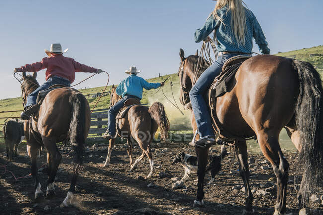 Cowboys and cowgirls on horses lassoing bull, Enterprise, Oregon, Estados Unidos, Norteamérica - foto de stock