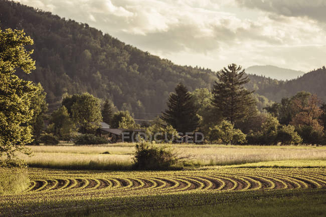 Panorama dei campi della valle e della foresta, Mozirje, Brezovica, Slovenia — Foto stock
