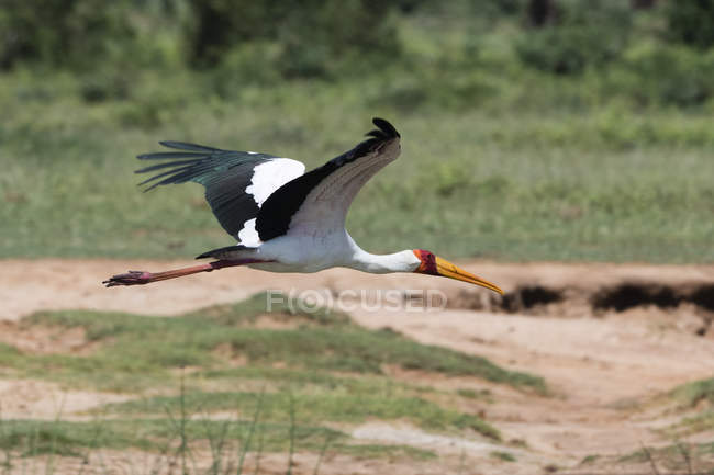Cicogna dal becco giallo, Mycteria ibis, in volo, Tsavo, Kenya — Foto stock