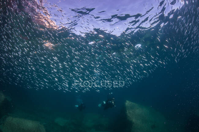 Sardines and divers in ocean, La Paz, Baja California Sur, Mexico — Stock Photo