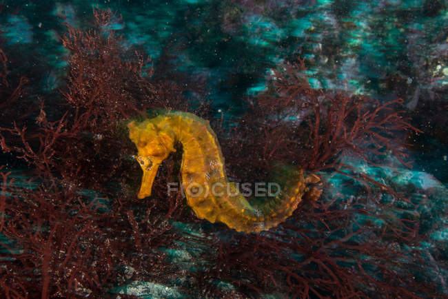 Seahorse by coral, Seymour, Galapagos, Ecuador, South America — Stock Photo