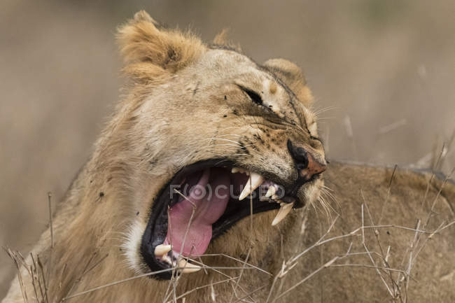 Lion sous-adulte rugissant à Tsavo, Kenya — Photo de stock