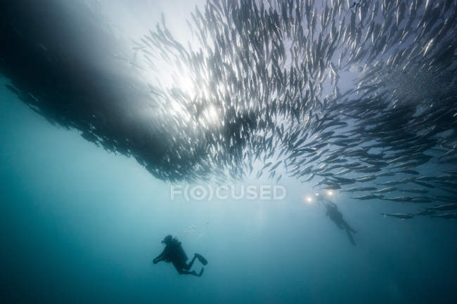 Vista subaquática de dois mergulhadores abaixo jack peixes em mar azul, Baja California, México — Fotografia de Stock