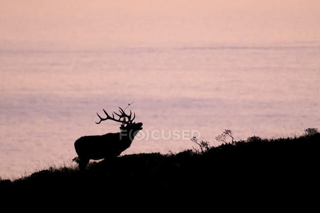 Silhouetted tule elk buck (Cervus canadensis nannodes) on coast at sunset, Point Reyes National Seashore, California, USA — Stock Photo