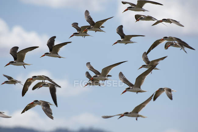 Skimmers africanos en vuelo sobre el lago Gipe, Tsavo, Kenia - foto de stock