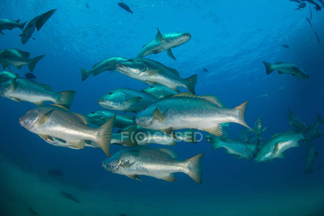 Snapper fish in ocean, Punta Baja, Baja California, México — Fotografia de Stock