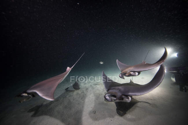 Мобула лучи питаются планктоном ночью, под водой зрения — стоковое фото