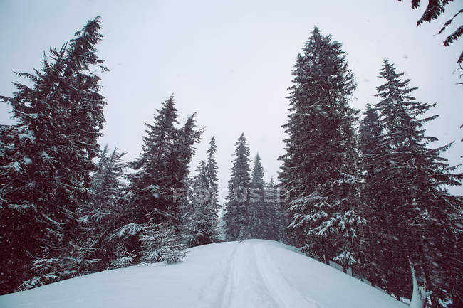 Bosque en invierno, Gurne, Ucrania - foto de stock