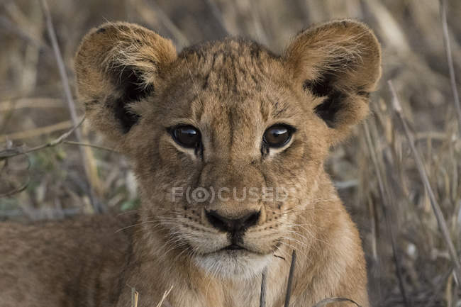 Ritratto del cucciolo di leone che guarda la macchina fotografica e giace sull'erba in Kenya — Foto stock
