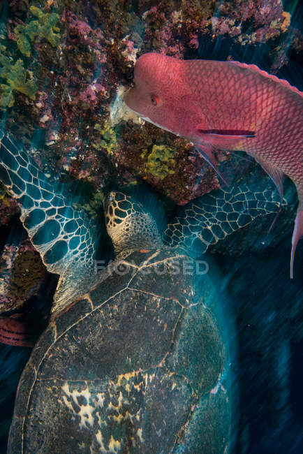 Turtle and sheepshead fish feeding by coral, Seymour, Galápagos, Equador, América do Sul — Fotografia de Stock
