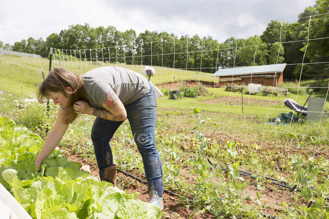 Женщина ухаживает за овощами в огороде — стоковое фото
