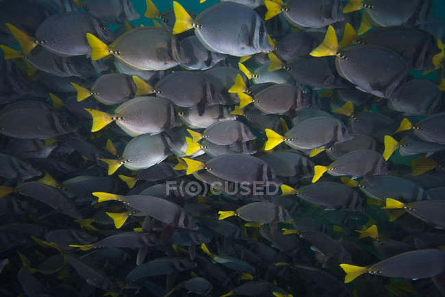 Schule von Chirurgenfischen, Seymour, Galapagos, Ecuador, Südamerika — Stockfoto