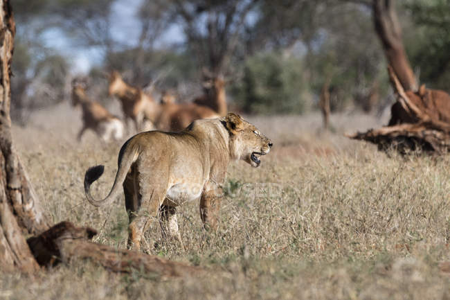 Leone in cerca di prede e camminando sull'erba a Tsavo, Kenya — Foto stock