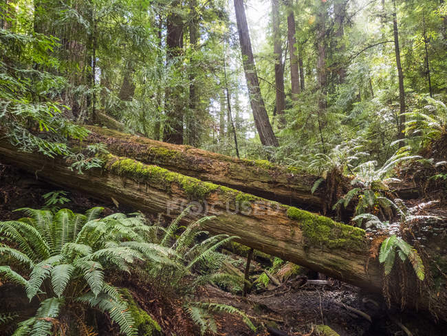 Fallen trees in moss in forest, Armstrong Redwoods State Natural Reserve, California, United States, North America — Stock Photo