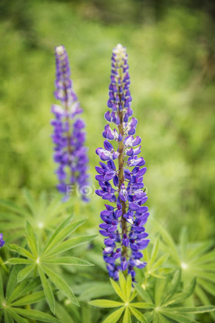 Purple lupins and leafy green foliage — Stock Photo