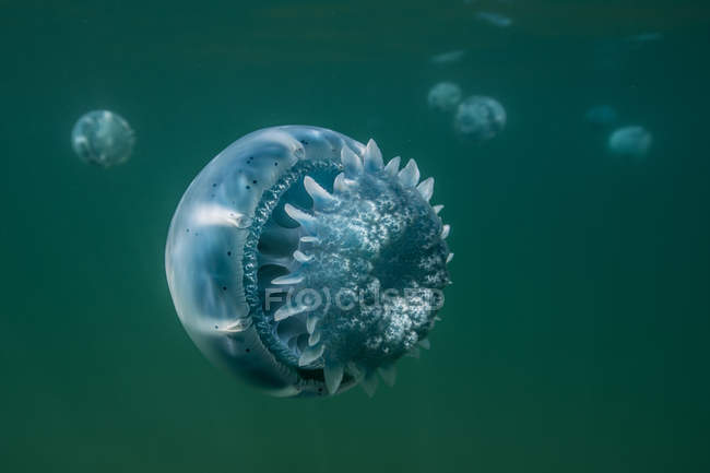 View of Jelly fishes underwater — Stock Photo