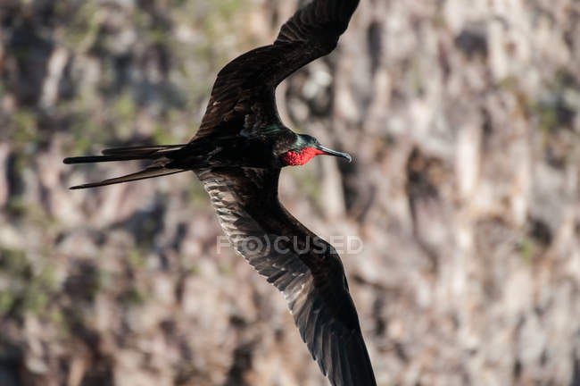 Macho fragata pássaro exibindo garganta vermelha, Seymour, Galápagos, Equador, América do Sul — Fotografia de Stock
