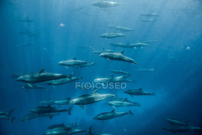 Grande gruppo di tursiopi, Seymour, Galapagos, Ecuador, Sud America — Foto stock