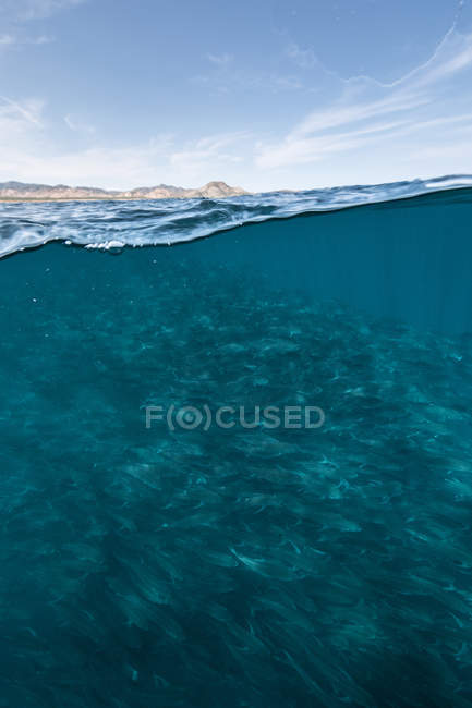 Underwater and over view of swimming school of jack fish in blue sea, Baja California, Mexico — Stock Photo