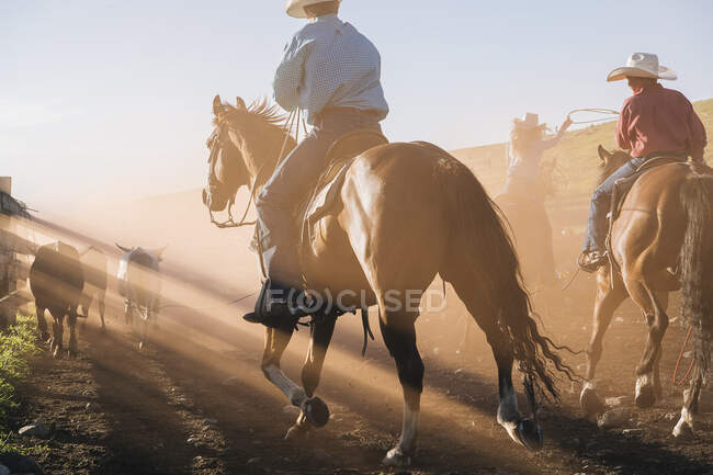 Cowboys on horses lassoing bull, Enterprise, Oregon, United States, North America — Stock Photo