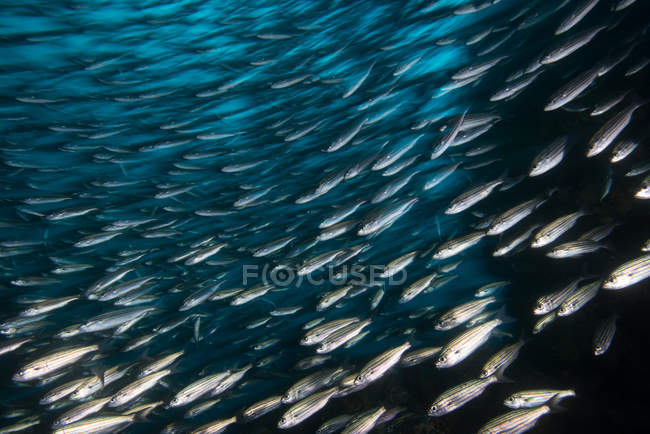 Shoal de sardinas, Seymour, Galápagos, Ecuador, Sudamérica - foto de stock