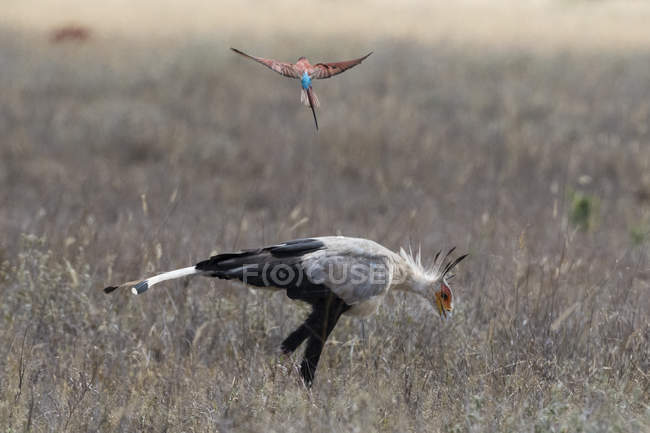 Secretário Bird procurando comida, seguido por carmine bee-eater, Tsavo, Quênia — Fotografia de Stock