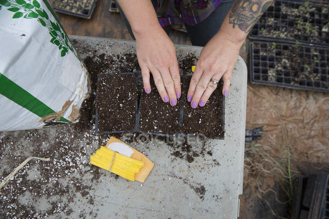 Vista ritagliata di donna piantare semi di anguria in vassoi di semi — Foto stock