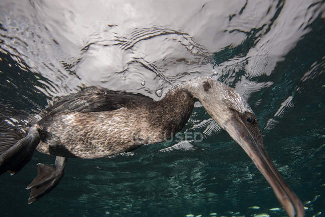 Vista subaquática do corvo-marinho sem voo à procura de presas abaixo da superfície, Seymour, Galápagos, Equador, América do Sul — Fotografia de Stock