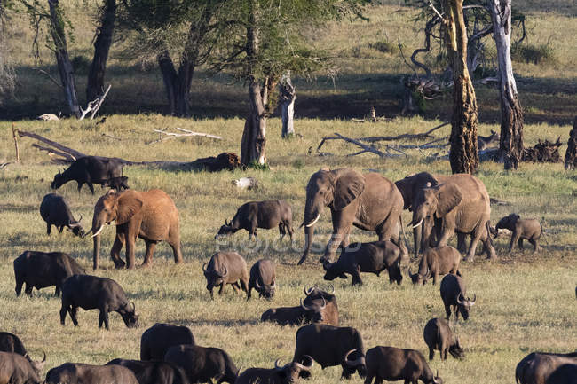 Manada de elefantes africanos caminando por la llanura para llegar al abrevadero, Tsavo, Kenia - foto de stock
