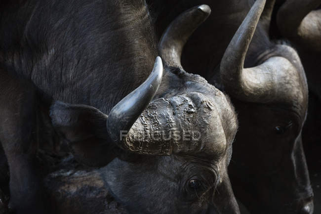 Close up portrait of an African buffalo, Syncerus caffer, at a waterhole, Tsavo, Kenya — Stock Photo