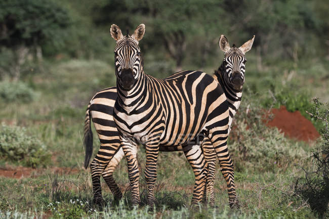 Zwei Zebras, die in der grünen Savanne stehen und in die Kamera schauen, tsavo, kenya — Stockfoto