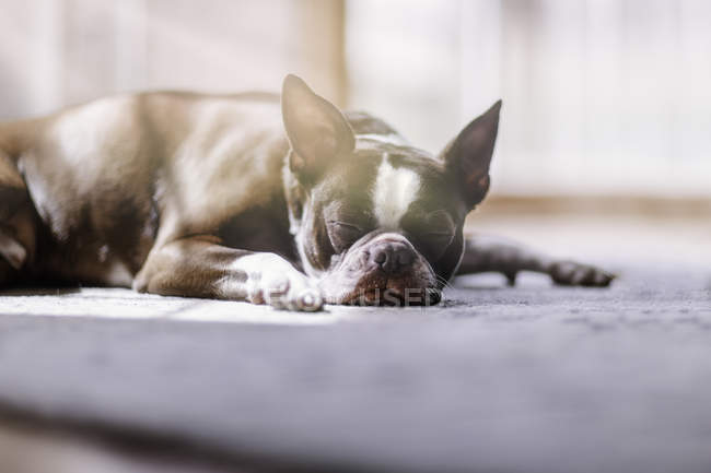 Portrait de Boston terrier dormir — Photo de stock