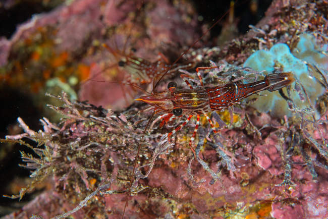 Camarão listrado por coral, Seymour, Galápagos, Equador, América do Sul — Fotografia de Stock