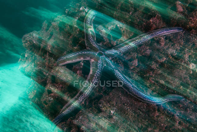 Vista subacquea di stelle marine blu su roccia, Seymour, Galapagos, Ecuador, Sud America — Foto stock
