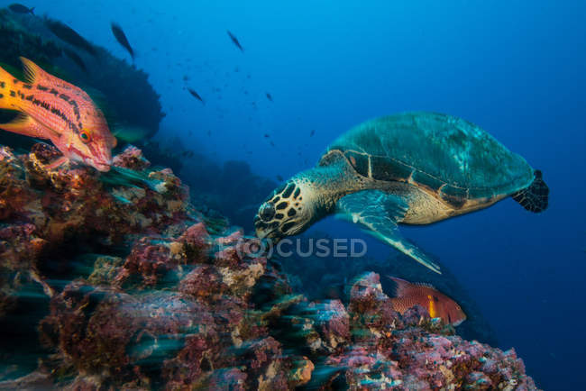 Tortue et moutons se nourrissant de corail, Seymour, Galapagos, Équateur, Amérique du Sud — Photo de stock