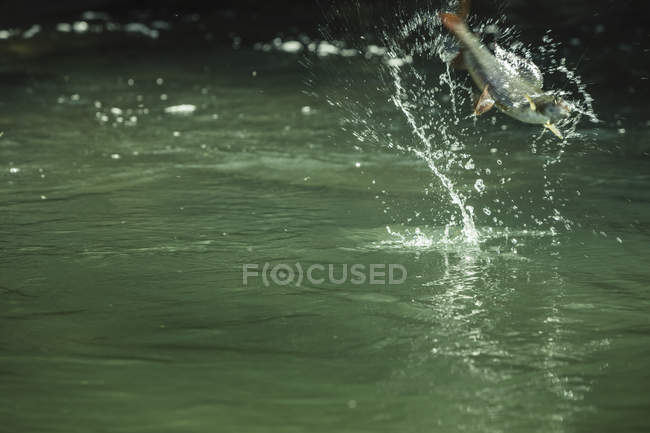 Peixes capturados na linha de pesca saltando do rio, Mozirje, Brezovica, Eslovénia — Fotografia de Stock