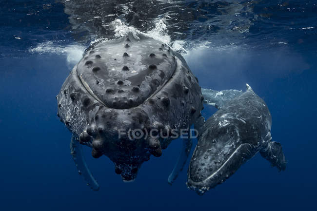Горбатий кит (Megaptera novaeangliae) і теля у водах Тонга — стокове фото