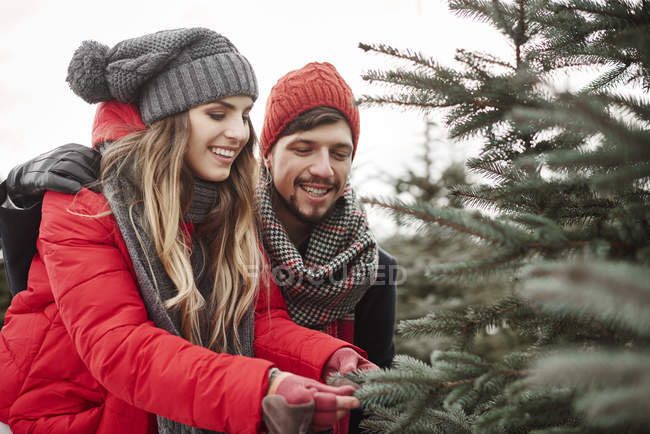 Молодая пара смотрит на сосновые иголки во время покупки рождественской елки из леса — стоковое фото