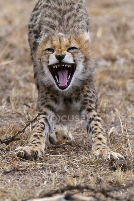Niedliche Gepardenjungtiere gähnen, Masai-Mara-Nationalreservat, Kenia — Stockfoto