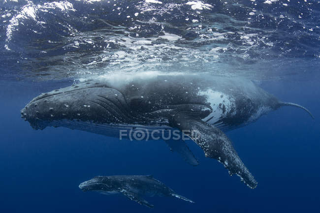 Balena megattera e vitello nelle acque di Tonga — Foto stock