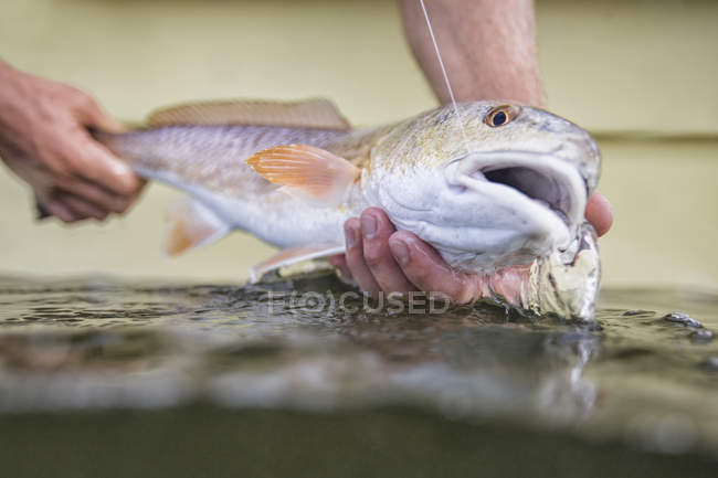 Человек выпускает маленькую красную рыбу — стоковое фото