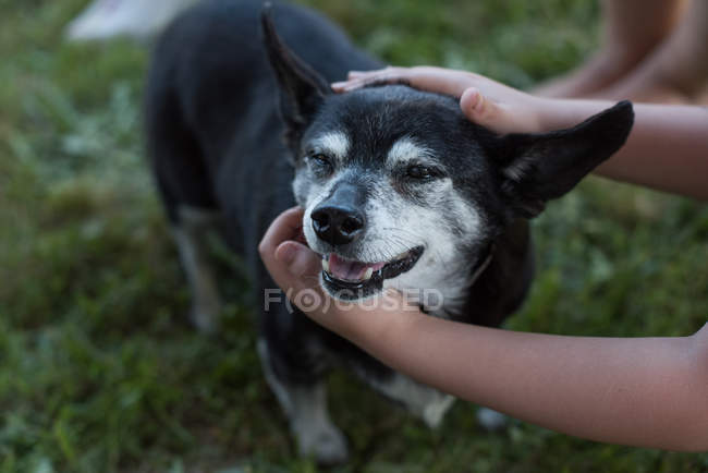 Children petting dog, elevated view, cropped shot — Stock Photo