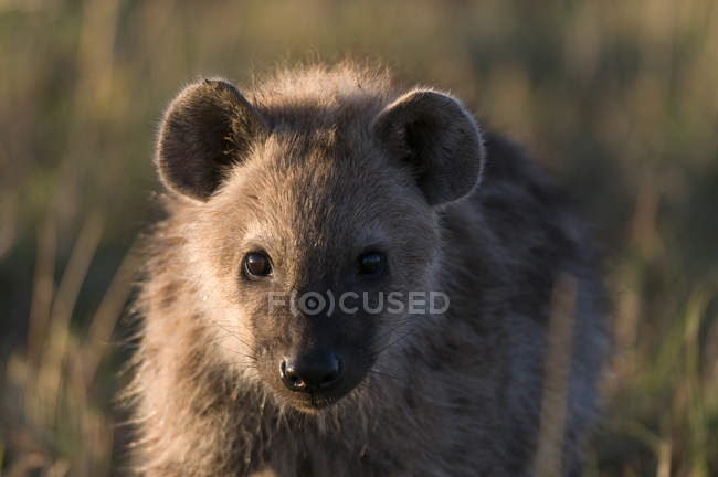 Un cucciolo di iena maculato nella riserva nazionale di Masai Mara, Kenya — Foto stock