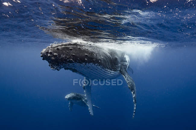 Baleia jubarte e bezerro nas águas de Tonga — Fotografia de Stock