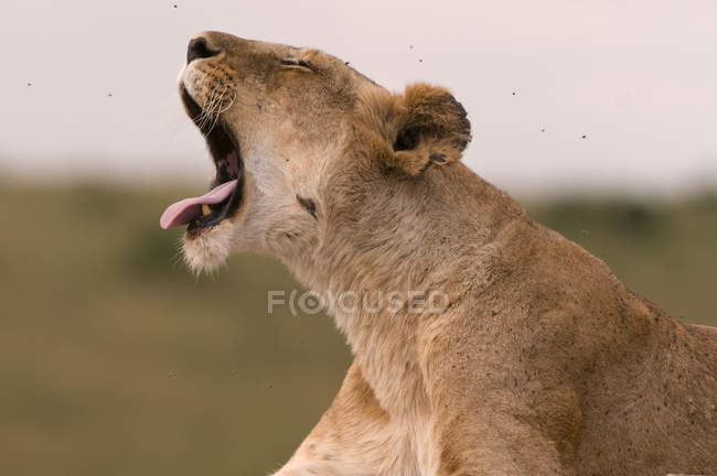 Seitenansicht der brüllenden Löwin im Masai-Mara-Nationalpark, Kenia — Stockfoto