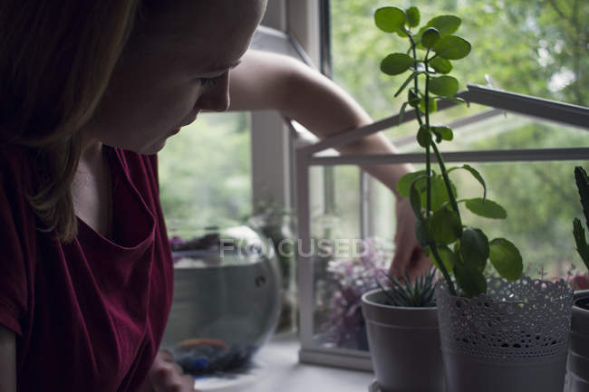 Молодая женщина удаляет горшок с растением из террариума подоконника — стоковое фото