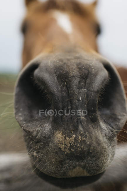 Крупним планом портрет дула коня і ніздрів — стокове фото