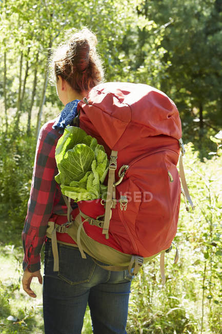 Rear view of woman hiking through forest, Colgate Lake Wild Forest, Catskill Park, New York State, USA — Stock Photo