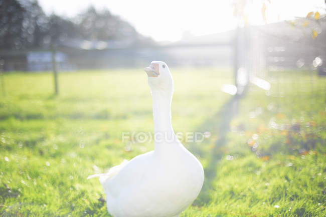 Goose in sunlight, Wiltshire, Великобритания, Европа — стоковое фото