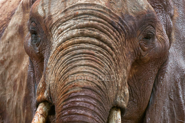 Imagem cortada de um grande elefante marrom em Tsavo East National Park, Quênia — Fotografia de Stock
